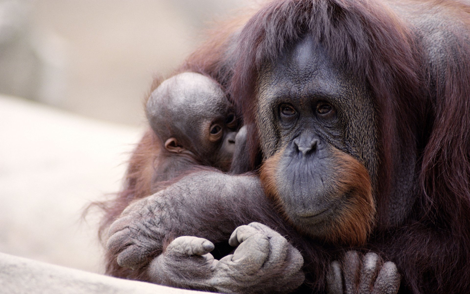 HD PC desktop wallpaper showing a close-up of a mother orangutan cradling her baby, capturing a tender moment between the two animals.
