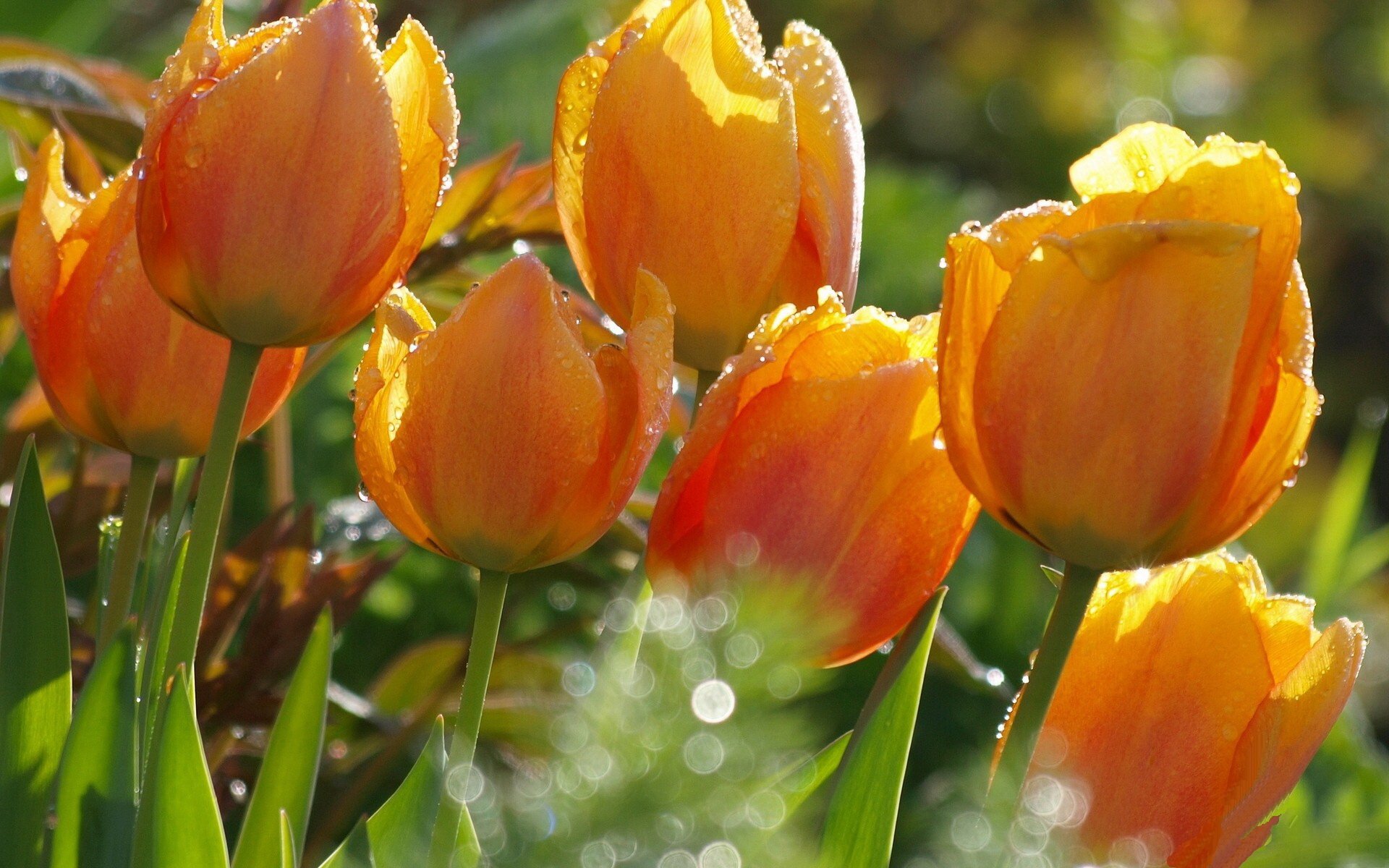 Vibrant orange tulips glisten with morning dew in this serene nature scene, making it an exquisite HD desktop wallpaper and background.