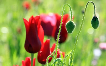 Vibrant red poppies and fuzzy green buds in a sunlit meadow — 2K Quad HD nature poppy PC desktop wallpaper background.