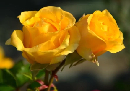 A vibrant close-up of two yellow roses with soft petals, set against a blurred natural background, creates a stunning HD wallpaper that celebrates the beauty of nature.