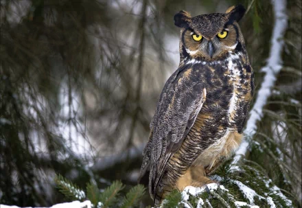 A majestic owl perched on a snow-dusted branch, its striking yellow eyes glowing against a backdrop of evergreen foliage, serving as an enchanting HD desktop wallpaper.