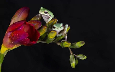 Two small frogs perched on a vibrant red flower against a black background, creating a striking and colorful animal-themed HD desktop wallpaper.
