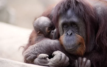 HD PC desktop wallpaper showing a close-up of a mother orangutan cradling her baby, capturing a tender moment between the two animals.