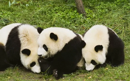 Three adorable pandas rest together on a bed of lush green grass. This HD desktop wallpaper captures their playful demeanor in a serene nature setting.