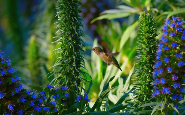 Animal hummingbird HD Desktop Wallpaper | Background Image