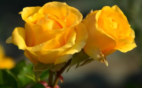 A vibrant close-up of two yellow roses with soft petals, set against a blurred natural background, creates a stunning HD wallpaper that celebrates the beauty of nature.
