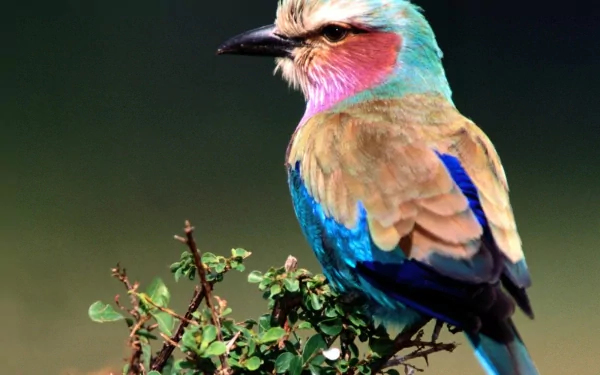 HD PC desktop wallpaper of a lilac-breasted roller perched on a small branch, showing vivid turquoise, lilac and blue plumage against a soft green background.