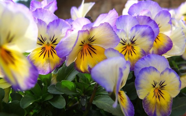 Nature Pansy Flowers HD Wallpaper | Background Image