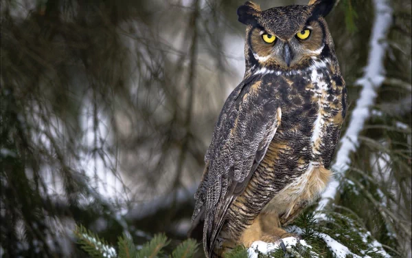 A majestic owl perched on a snow-dusted branch, its striking yellow eyes glowing against a backdrop of evergreen foliage, serving as an enchanting HD desktop wallpaper.