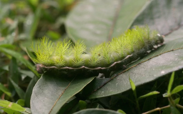 Animal caterpillar HD Desktop Wallpaper | Background Image