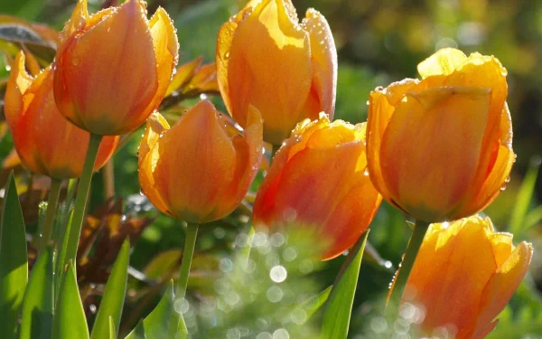 Vibrant orange tulips glisten with morning dew in this serene nature scene, making it an exquisite HD desktop wallpaper and background.
