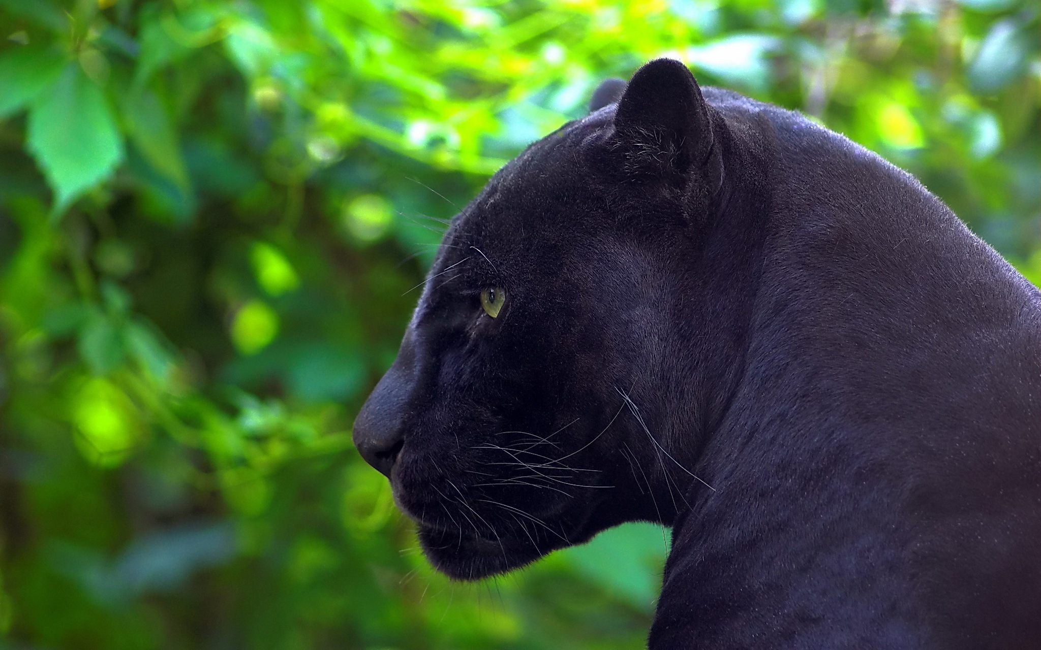 Black Panther HD Wallpaper | Background Image | 2048x1280 ...