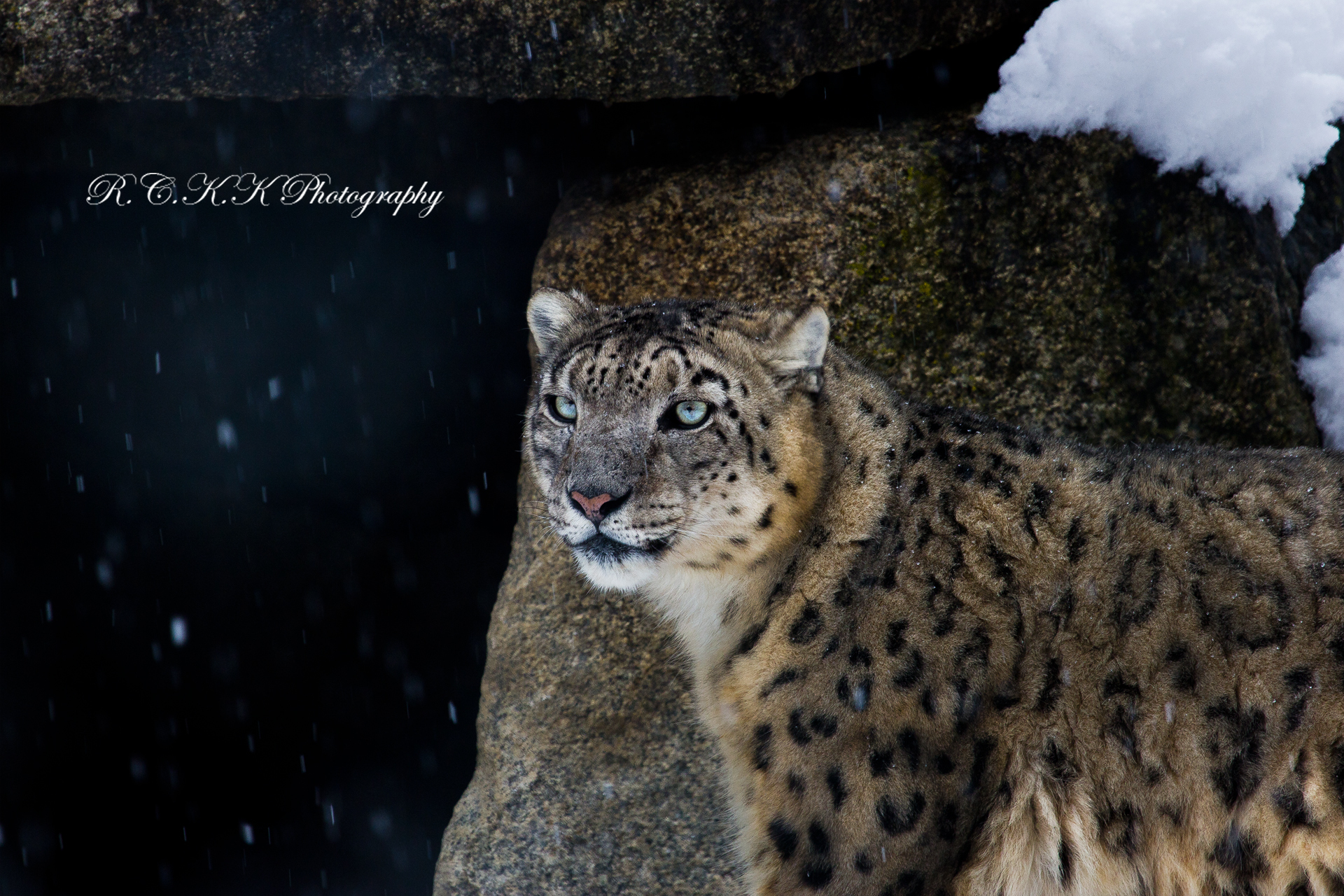 Snow Leopard HD Wallpaper | Background Image | 1920x1280