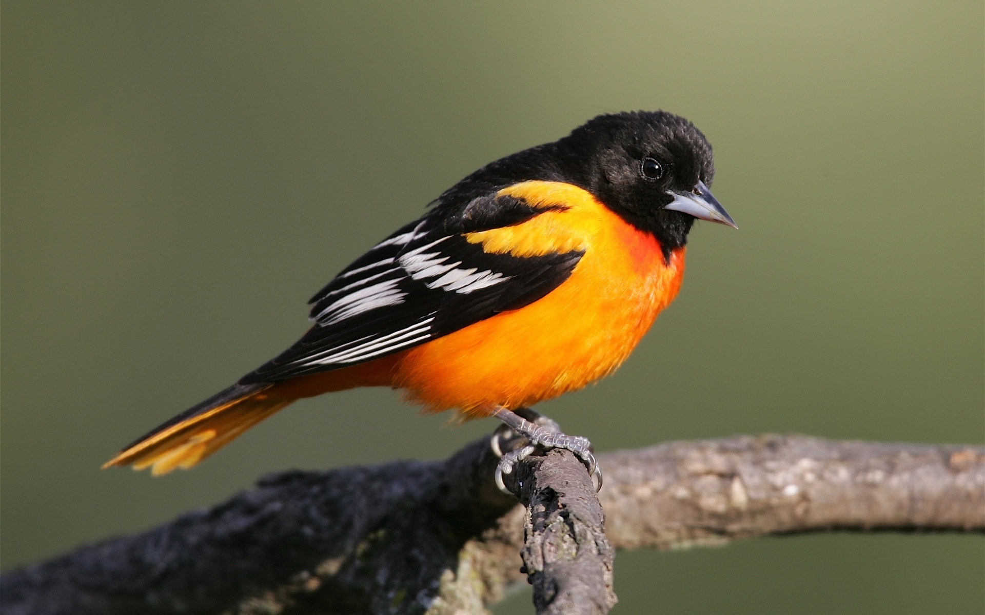 Animal Oriole HD Wallpaper | Background Image
