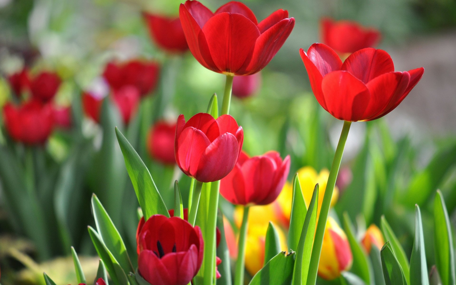 Tulip HD Wallpaper | Background Image | 2560x1600