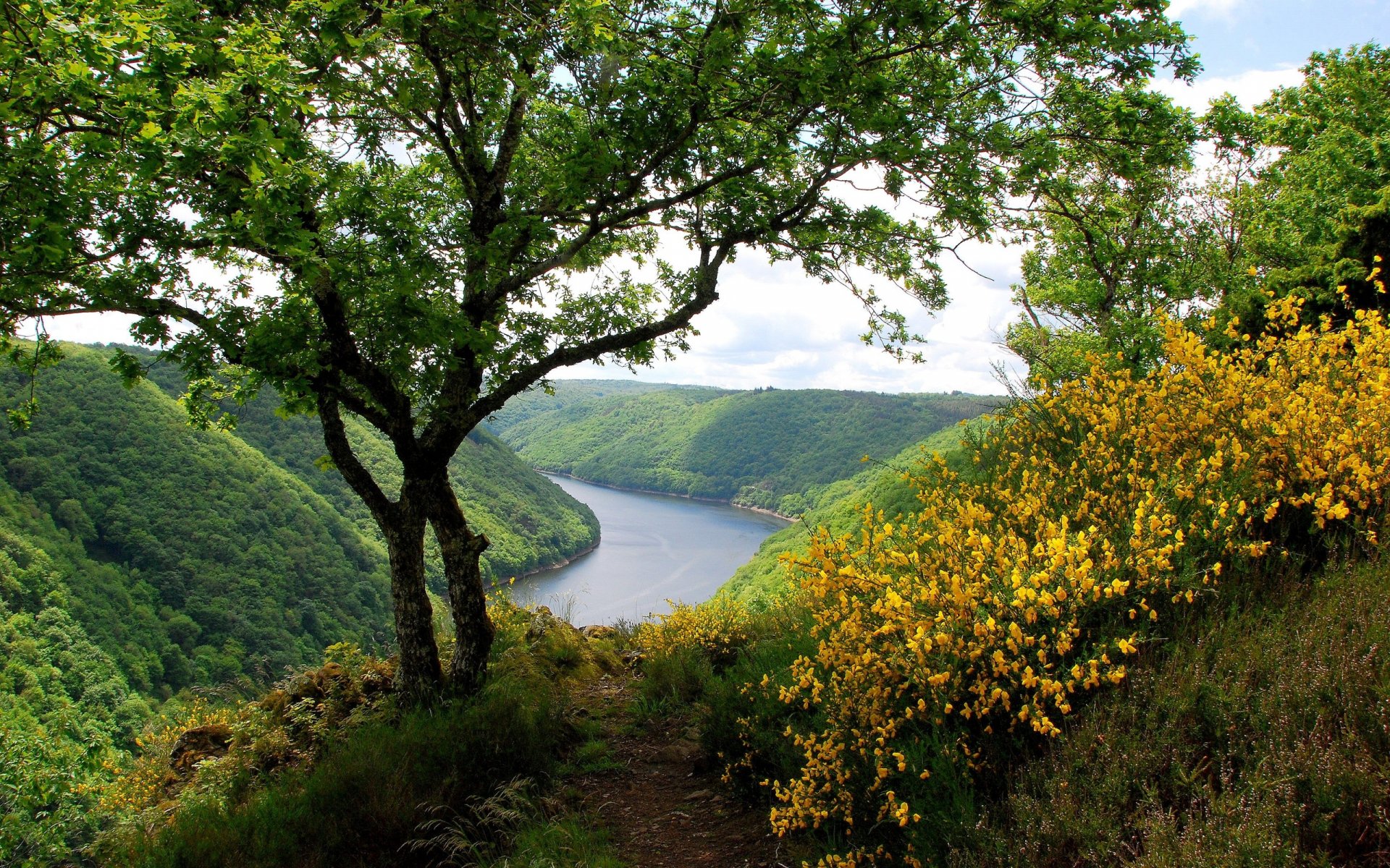 HD nature wallpaper featuring a tranquil river winding through lush green hills, framed by a tree and vibrant yellow wildflowers in the foreground.
