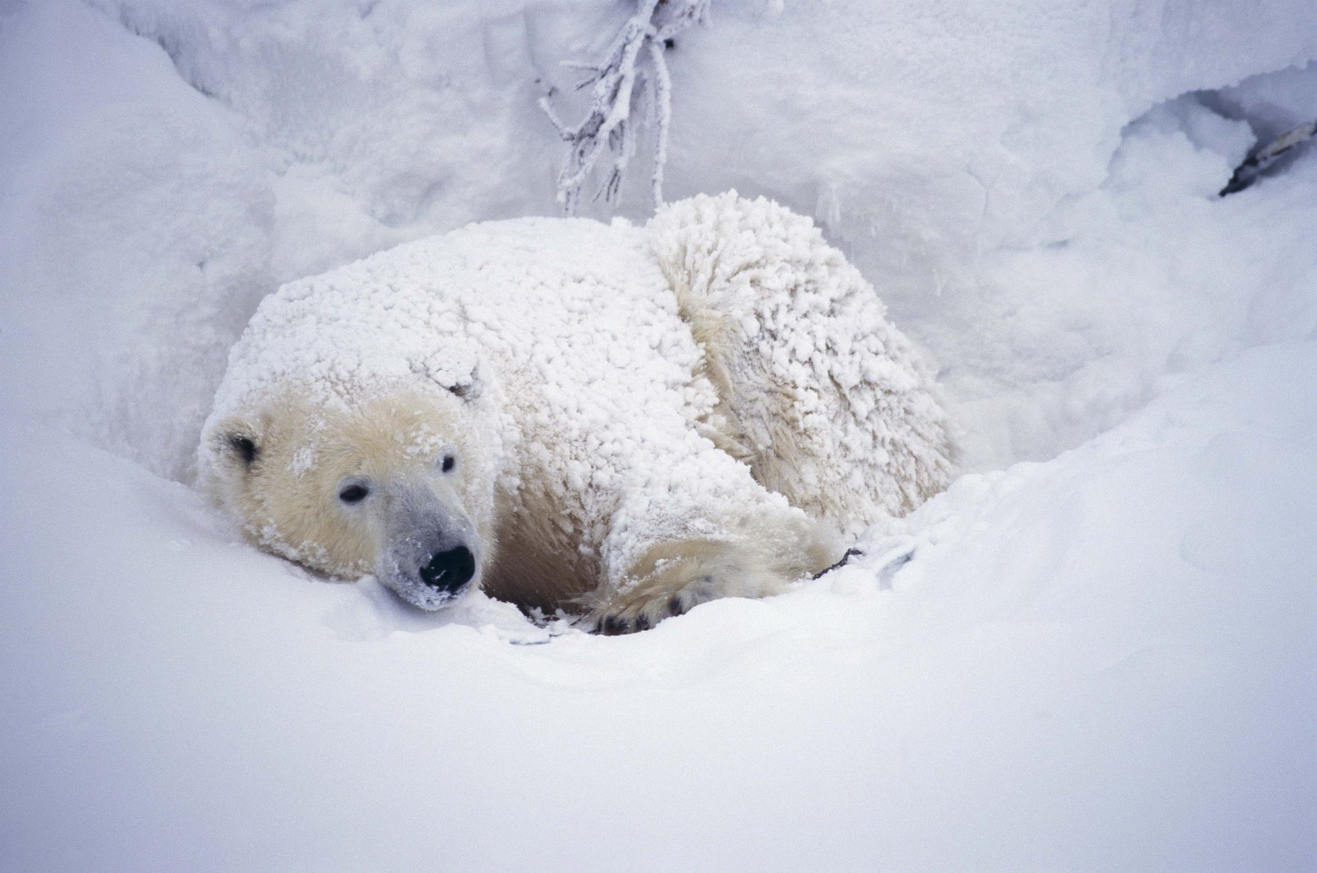 HD PC desktop wallpaper featuring a resting polar bear curled up in snowy surroundings, capturing the serene beauty of this animal in its natural icy habitat.