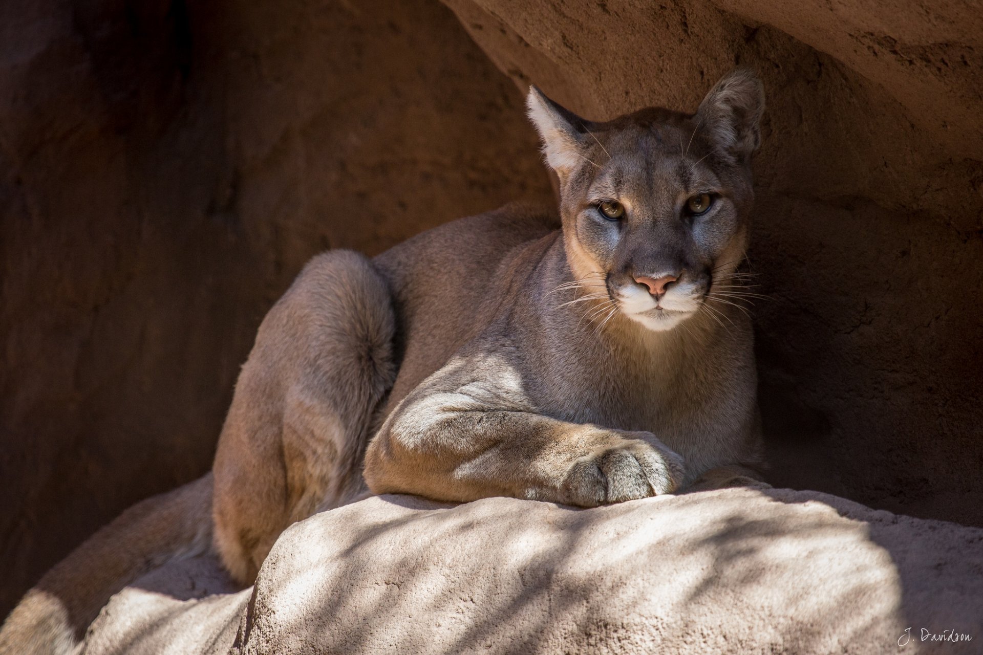 Cougar Hd Wallpaper Background Image 2048x1365 Id398253