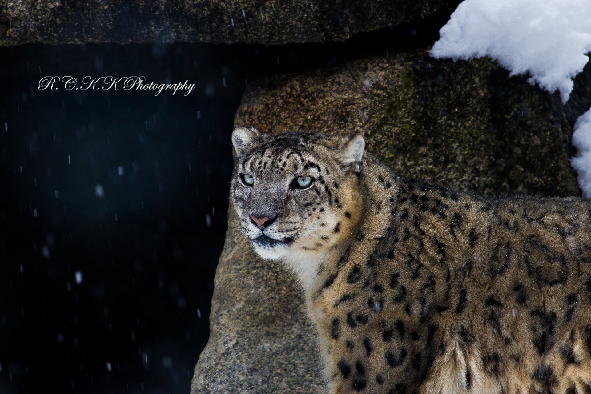 Download Animal Snow Leopard HD Wallpaper