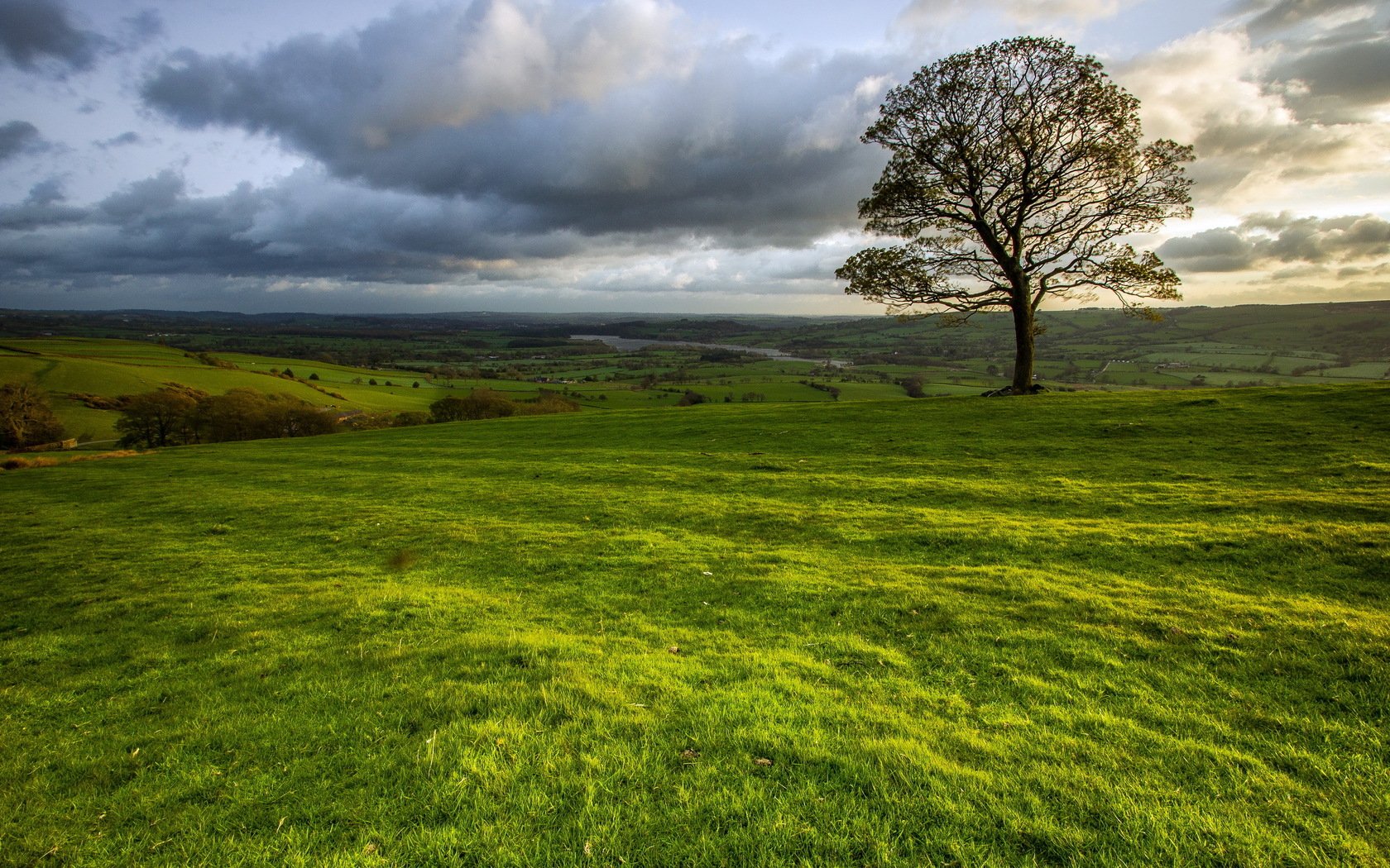 Download Nature Tree Wallpaper | 1680x1050 | Wallpaper Abyss