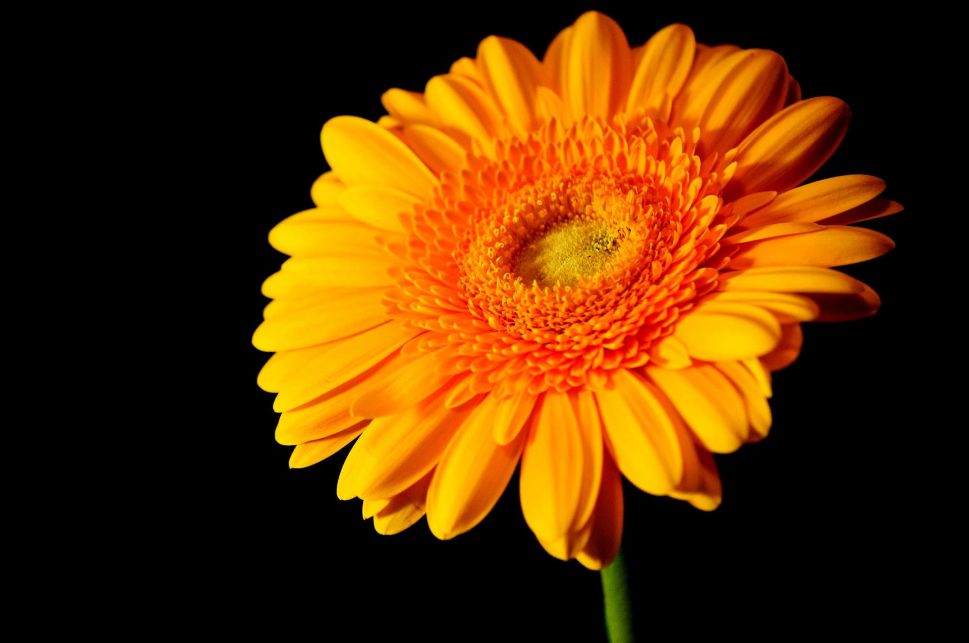 Download Flower Nature Gerbera HD Wallpaper