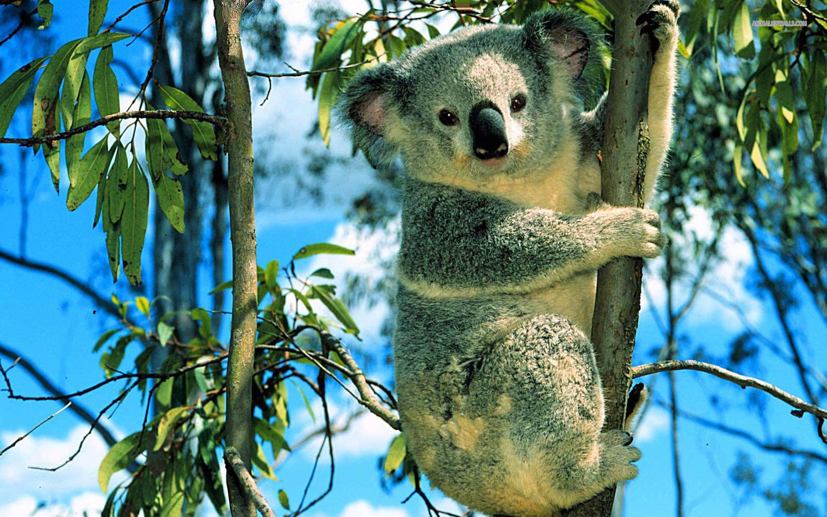 Koala Fondo de Pantalla and Fondo de Escritorio 1680x1050 ID398631