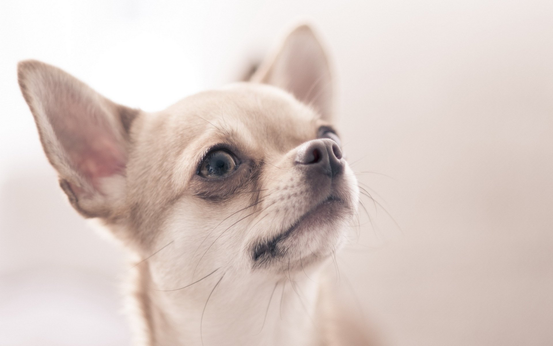 A close-up of a light-colored dog with large ears and expressive eyes, creating a soft and inviting atmosphere, suitable as an HD desktop wallpaper and background.