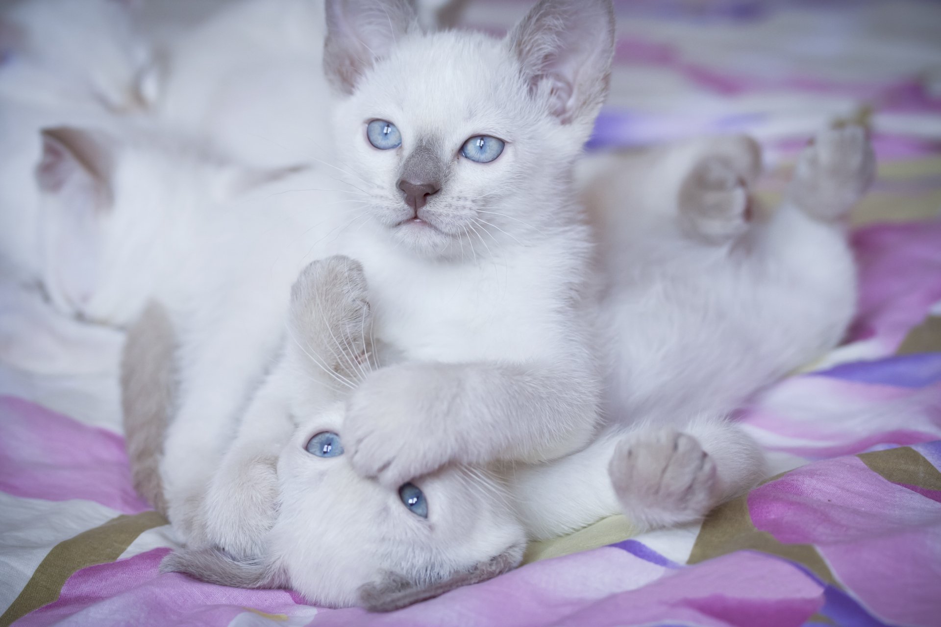 A close-up of playful white kittens with striking blue eyes, intertwining on a colorful floral background, creating a charming HD PC desktop wallpaper.