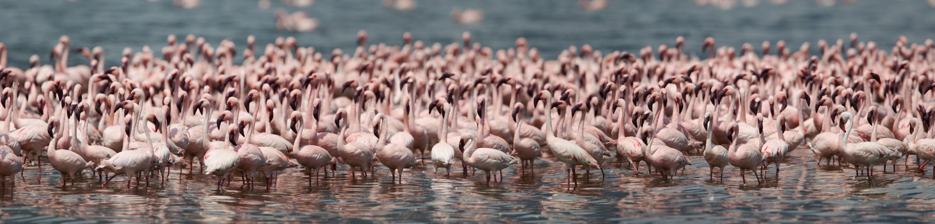 A vibrant 4K Ultra HD PC desktop wallpaper featuring a dense flock of flamingos standing in shallow water.
