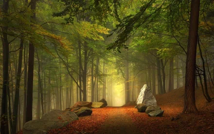 HD desktop wallpaper of a serene forest path bathed in soft sunlight, surrounded by tall trees and autumn leaves, creating a peaceful nature scene.