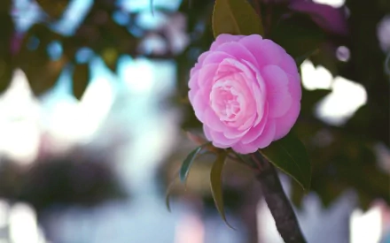A close-up of a pink camellia flower surrounded by lush green leaves, set against a softly blurred natural background. This vibrant image serves as a striking HD desktop wallpaper.