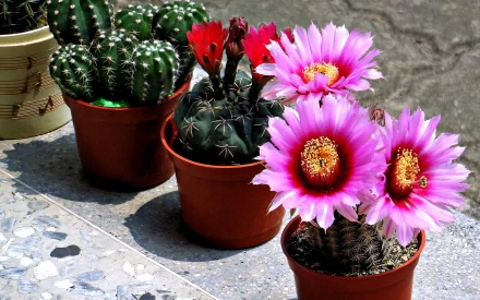 nature cactus HD Desktop Wallpaper | Background Image