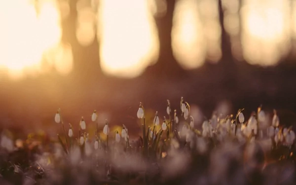 HD PC desktop wallpaper featuring delicate snowdrop flowers glowing softly in a warm, golden natural light at dawn or dusk.