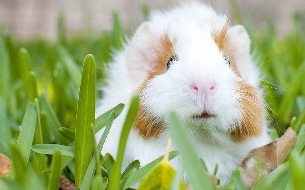 Animal Guinea Pig Grass Rodent HD Wallpaper | Background Image
