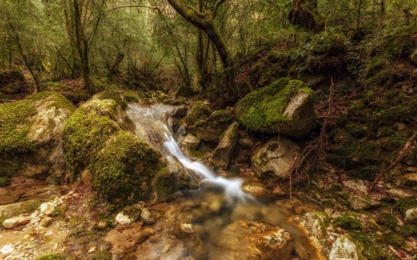 nature stream HD Desktop Wallpaper | Background Image
