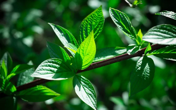 A close-up of vibrant green leaves on a branch, captured in sharp detail for a 4K Ultra HD nature-themed PC desktop wallpaper and background.