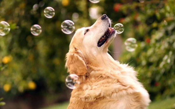 A joyful golden retriever interacts with floating bubbles in a lush garden, creating a captivating scene for a dog-themed HD PC desktop wallpaper and background.