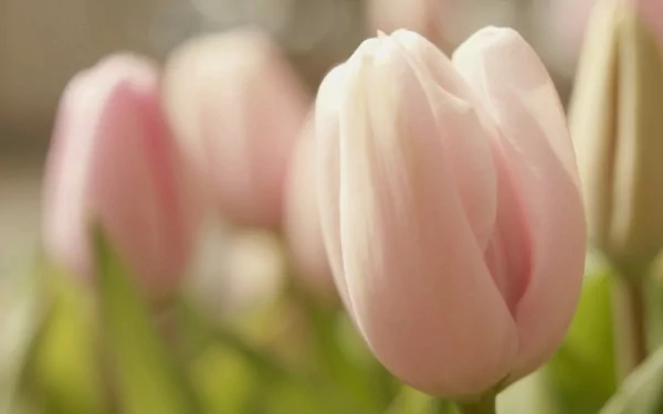 Soft pink tulips in bloom, captured in a serene nature scene as an HD PC desktop wallpaper background.