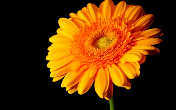 A vibrant orange gerbera flower against a black background, showcasing the beauty of nature in this high-definition PC desktop wallpaper.