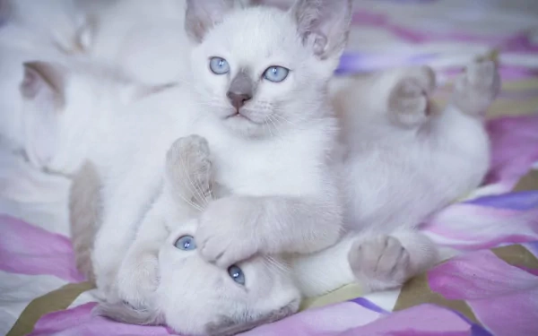A close-up of playful white kittens with striking blue eyes, intertwining on a colorful floral background, creating a charming HD PC desktop wallpaper.