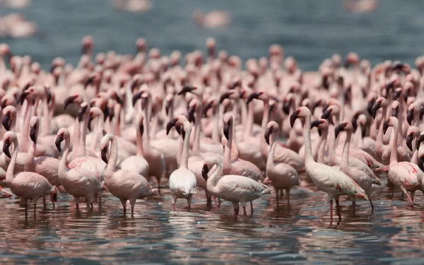 A vibrant 4K Ultra HD PC desktop wallpaper featuring a dense flock of flamingos standing in shallow water.
