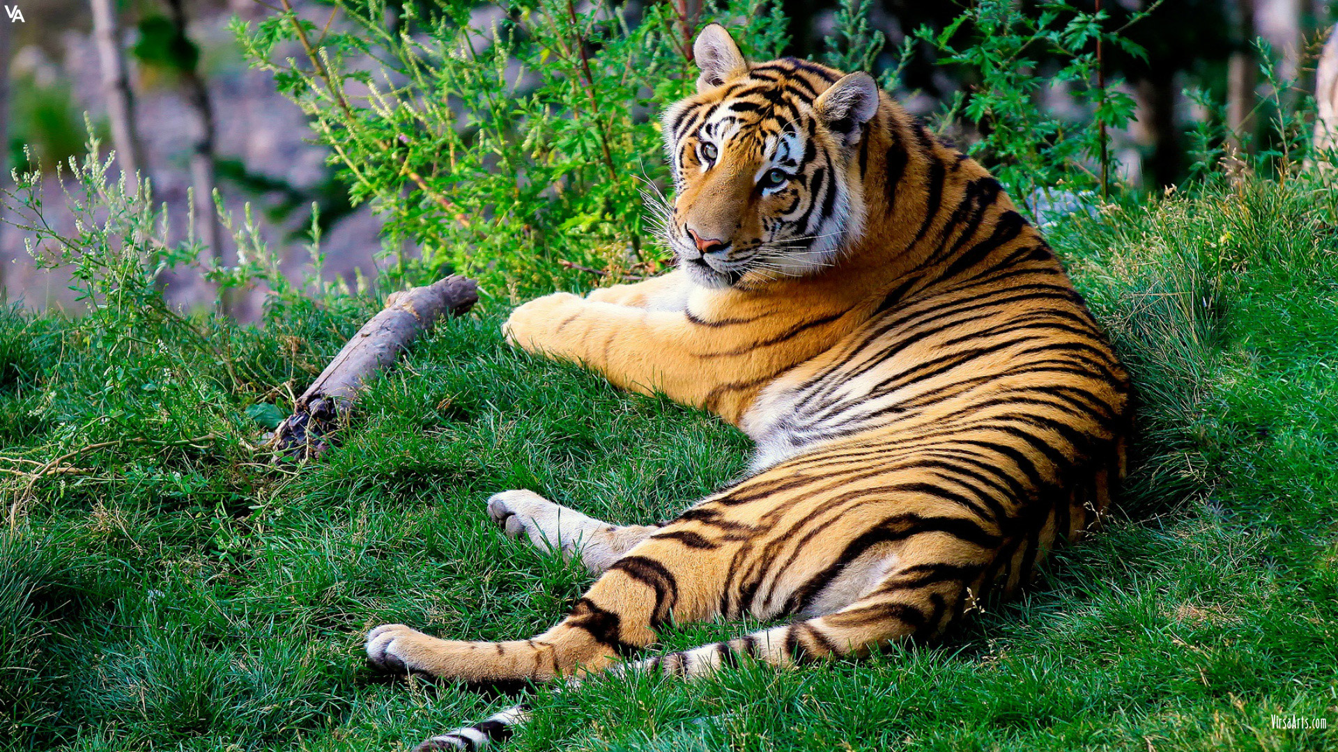 Download Animal Tiger HD Wallpaper