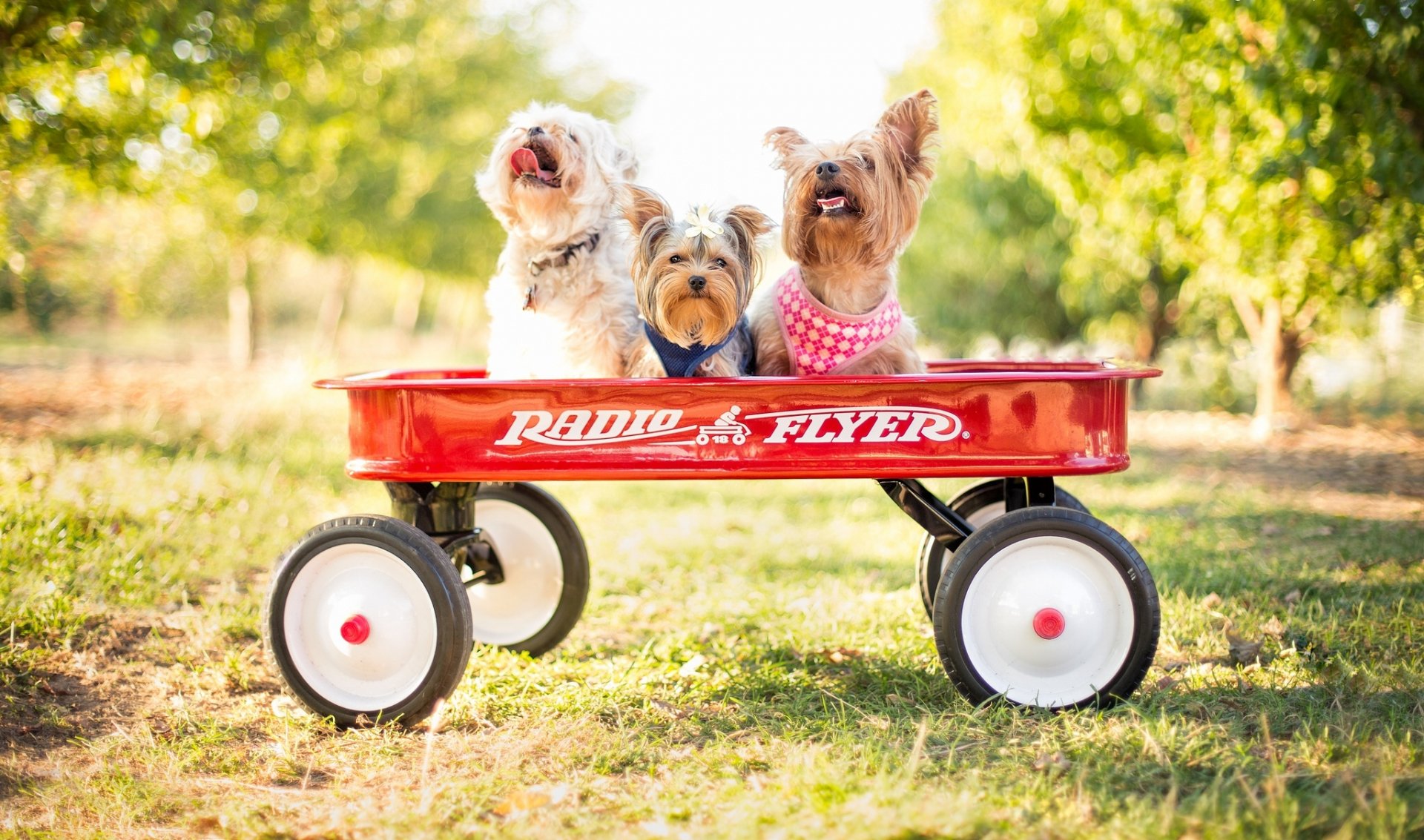 Three happy dogs sit in a bright red wagon, surrounded by greenery. This HD desktop wallpaper captures their joy and playful spirit.