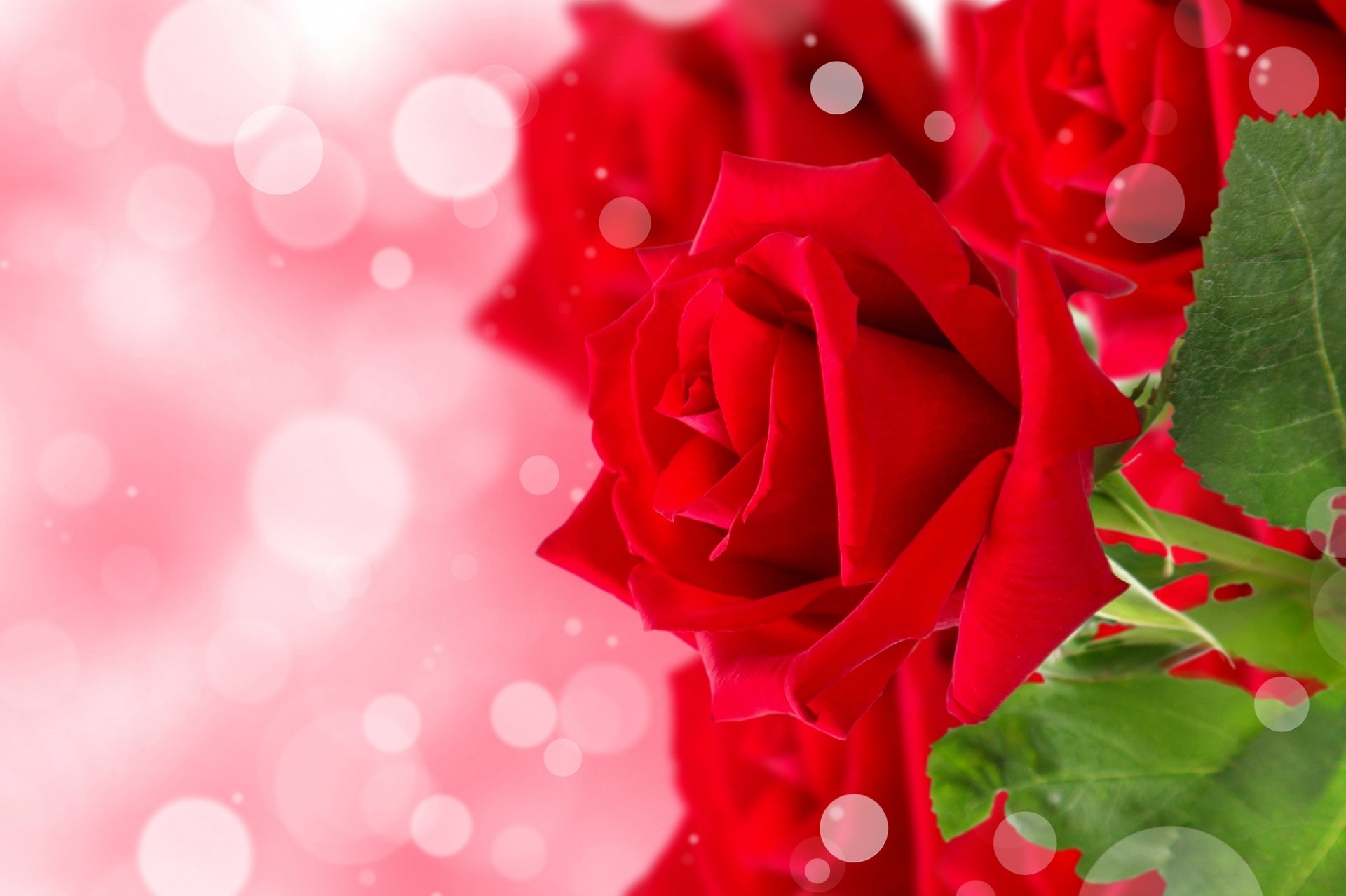 HD desktop wallpaper featuring a vibrant red rose bud with detailed petals against a soft pink bokeh background, showcasing natural beauty.