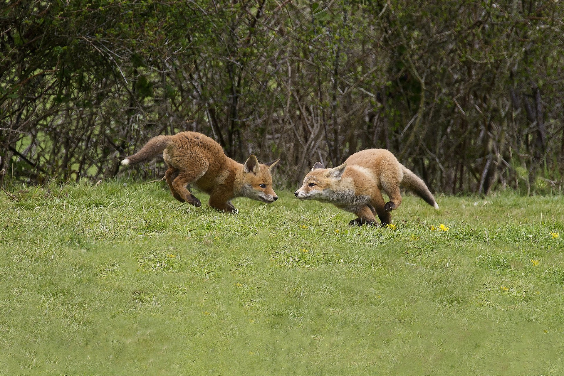 Two playful foxes dash across a vibrant green field, surrounded by lush foliage, captured in this HD PC desktop wallpaper and background.