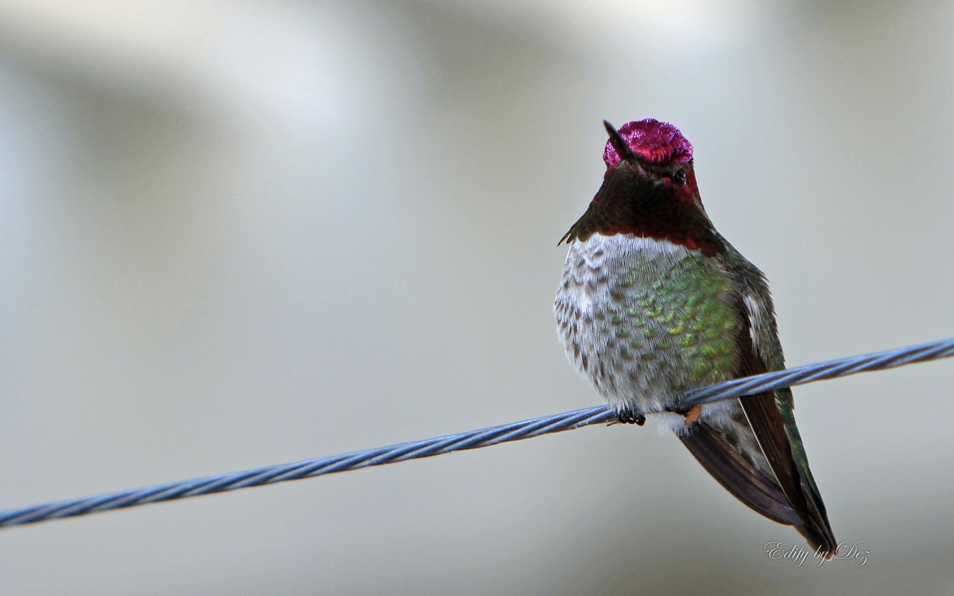 HD PC desktop wallpaper and background: close-up of an animal hummingbird with iridescent pink crown and green plumage perched on a wire against a soft blurred backdrop.
