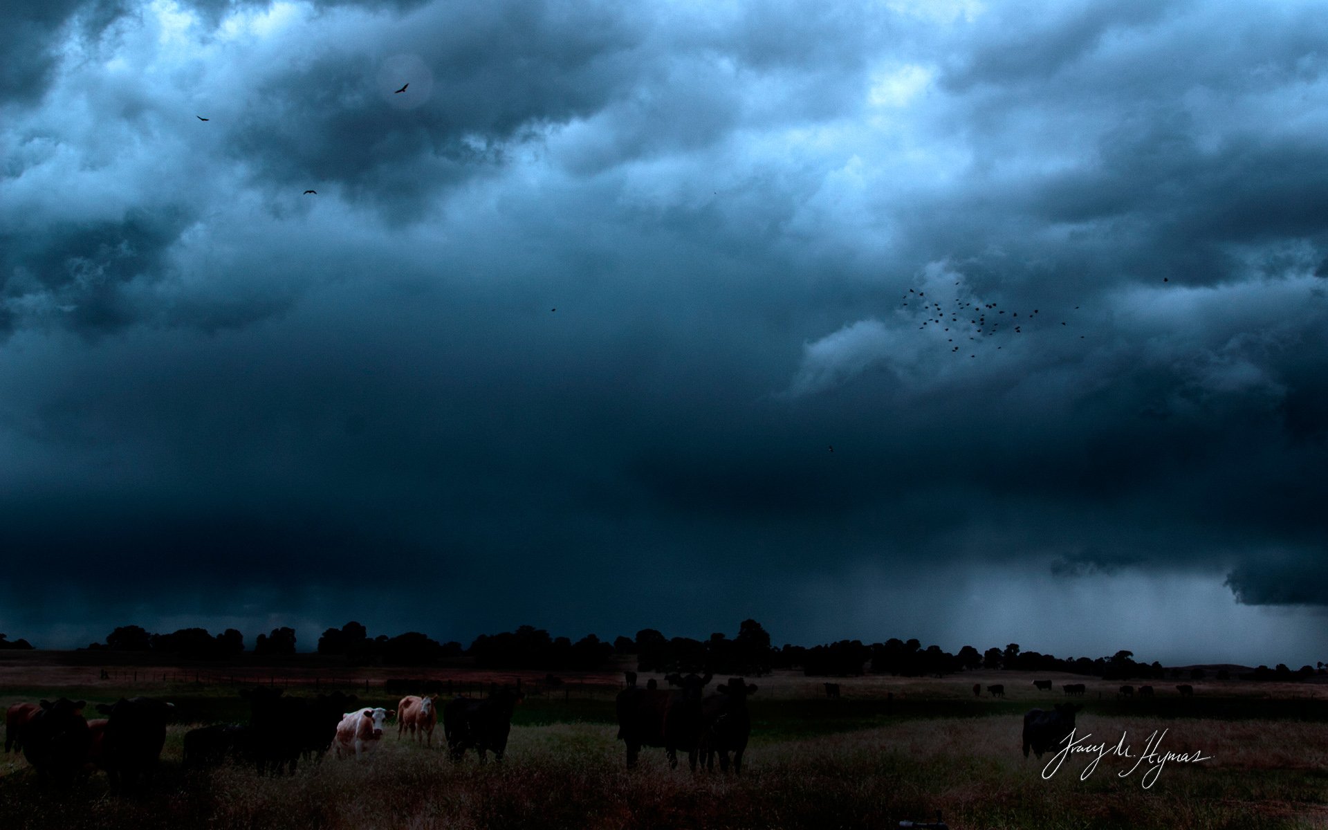 HD PC desktop wallpaper/background: wide prairie under a brewing storm, dark layered clouds rolling over silhouetted cattle and distant trees, dramatic nature scene.
