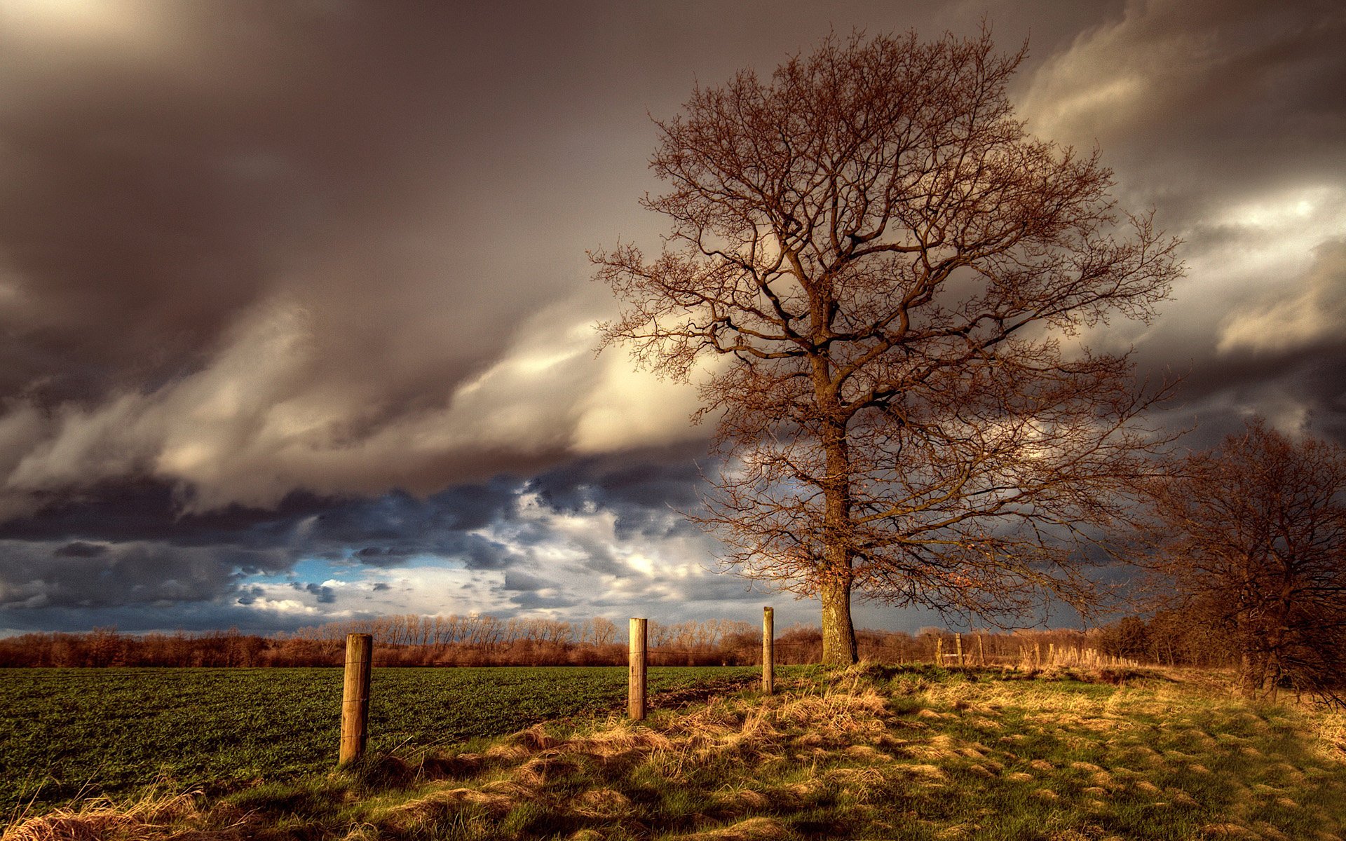 Download Nature Tree HD Wallpaper