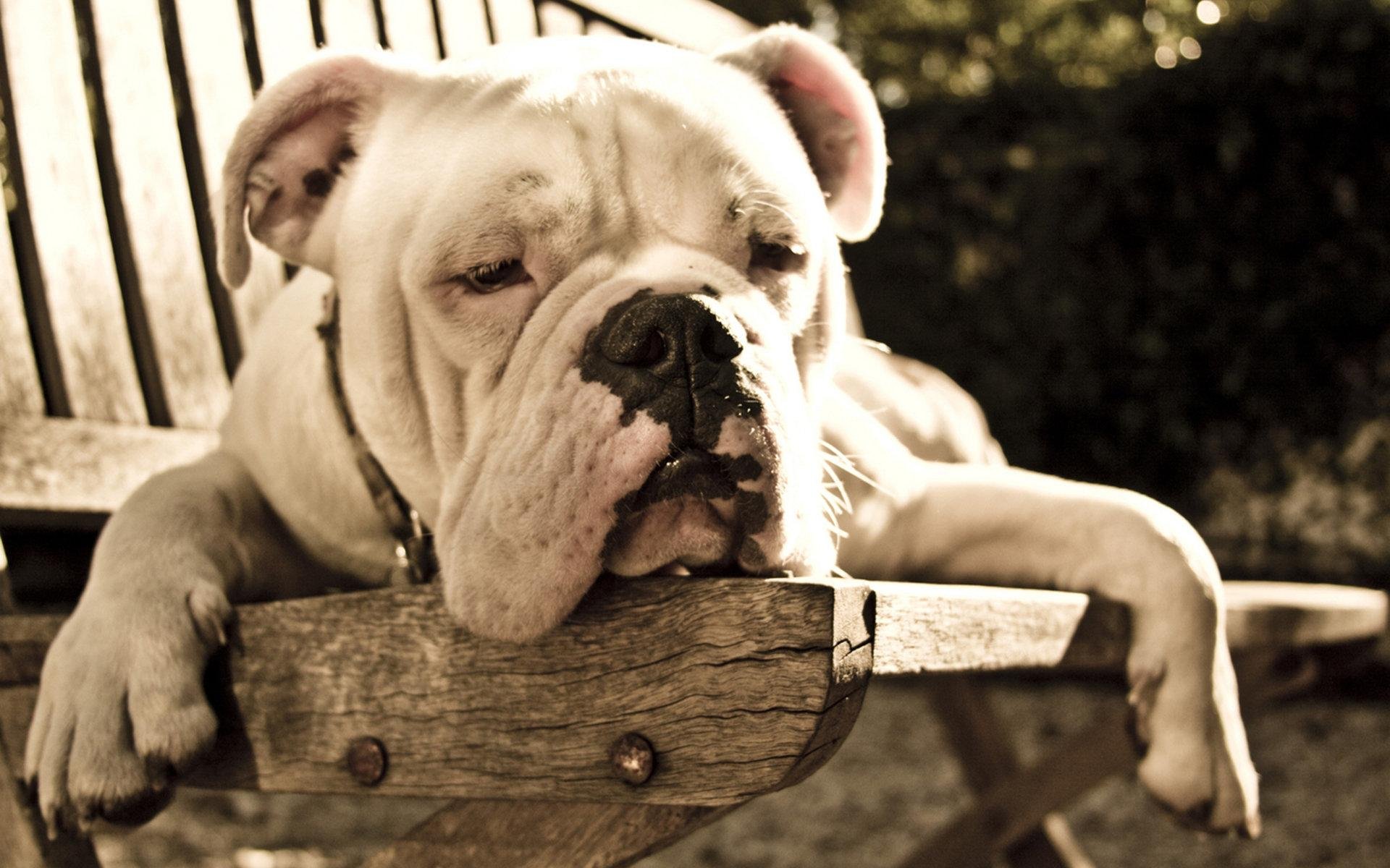 Download Lying Down Dog Animal Bulldog HD Wallpaper | 1920x1200 ...