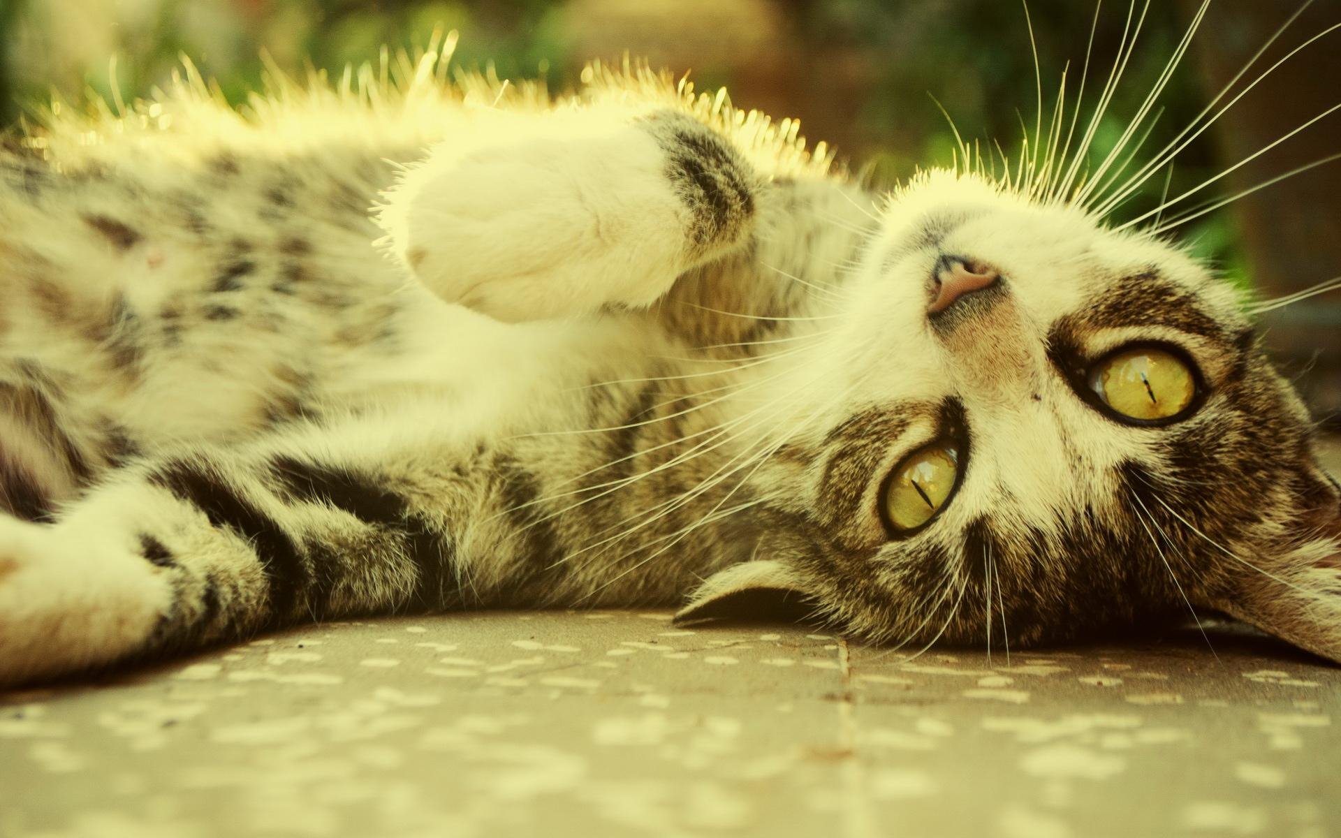 Kedi HD Duvar kağıdı Arka plan 1920x1200 ID399627 Wallpaper Abyss